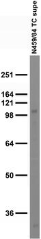 DLG Associated Protein 2 antibody, 75-467, Antibodies Incorporated, Western Blot image 