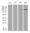 Actin Filament Associated Protein 1 antibody, LS-C792469, Lifespan Biosciences, Western Blot image 