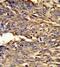 Hemoglobin Subunit Alpha 2 antibody, ab102758, Abcam, Immunohistochemistry paraffin image 