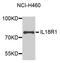 Interleukin 18 Receptor 1 antibody, LS-C332222, Lifespan Biosciences, Western Blot image 