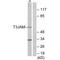 TRAF3 Interacting Protein 3 antibody, A10878, Boster Biological Technology, Western Blot image 