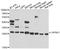 Calpain Small Subunit 1 antibody, A04111, Boster Biological Technology, Western Blot image 