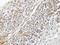 Tu Translation Elongation Factor, Mitochondrial antibody, NBP1-32051, Novus Biologicals, Immunohistochemistry frozen image 