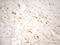 Thyroid Hormone Receptor Alpha antibody, LS-C339495, Lifespan Biosciences, Immunohistochemistry frozen image 