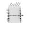 Mitogen-Activated Protein Kinase Kinase 7 antibody, VPA00814, Bio-Rad (formerly AbD Serotec) , Western Blot image 