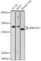 WBSCR27 antibody, A32170, Boster Biological Technology, Western Blot image 