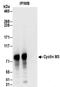 Cyclin And CBS Domain Divalent Metal Cation Transport Mediator 3 antibody, NBP2-32133, Novus Biologicals, Immunoprecipitation image 