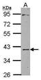 Chitinase 3 Like 2 antibody, PA5-29990, Invitrogen Antibodies, Western Blot image 