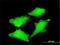 Cell Division Cycle 45 antibody, H00008318-M01, Novus Biologicals, Immunocytochemistry image 