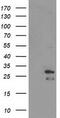 ES Cell Expressed Ras antibody, CF503689, Origene, Western Blot image 