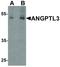 Angiopoietin-related protein 3 antibody, LS-B12150, Lifespan Biosciences, Western Blot image 