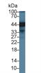 ER Lipid Raft Associated 2 antibody, LS-C373742, Lifespan Biosciences, Western Blot image 