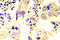 SRC-1 antibody, LS-C178188, Lifespan Biosciences, Immunohistochemistry paraffin image 