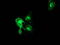 Protein Kinase C Epsilon antibody, TA502417, Origene, Immunofluorescence image 