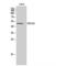 G Protein-Coupled Receptor 180 antibody, LS-C383790, Lifespan Biosciences, Western Blot image 