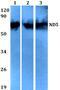 NADH-ubiquinone oxidoreductase chain 5 antibody, PA5-36600, Invitrogen Antibodies, Western Blot image 