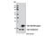 SKP1 antibody, 12248S, Cell Signaling Technology, Western Blot image 