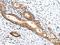 Zinc Finger Protein 281 antibody, orb525461, Biorbyt, Immunohistochemistry paraffin image 