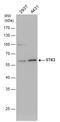 Serine/Threonine Kinase 3 antibody, GTX104525, GeneTex, Western Blot image 