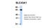 Solute Carrier Family 43 Member 1 antibody, NBP1-59431, Novus Biologicals, Western Blot image 