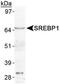 Sterol Regulatory Element Binding Transcription Factor 1 antibody, PA1-46142, Invitrogen Antibodies, Western Blot image 
