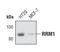 Ribonucleotide Reductase Catalytic Subunit M1 antibody, PA5-17023, Invitrogen Antibodies, Western Blot image 