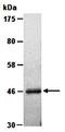 2',3'-Cyclic Nucleotide 3' Phosphodiesterase antibody, orb66755, Biorbyt, Western Blot image 