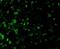 DNA Fragmentation Factor Subunit Alpha antibody, NBP1-77010, Novus Biologicals, Immunocytochemistry image 