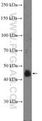 Ras Related GTP Binding C antibody, 26989-1-AP, Proteintech Group, Western Blot image 