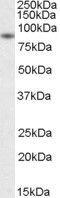 BCL2 Associated Athanogene 3 antibody, GTX25898, GeneTex, Western Blot image 