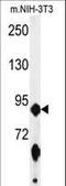 ATP Binding Cassette Subfamily F Member 1 antibody, LS-C155859, Lifespan Biosciences, Western Blot image 