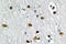 General Transcription Factor IIA Subunit 1 antibody, LS-C176913, Lifespan Biosciences, Immunohistochemistry frozen image 