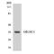 Olfactory Receptor Family 10 Subfamily C Member 1 (Gene/Pseudogene) antibody, LS-C200306, Lifespan Biosciences, Western Blot image 