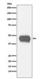 CD1a Molecule antibody, M00375-2, Boster Biological Technology, Western Blot image 
