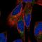 Leukocyte Receptor Tyrosine Kinase antibody, HPA059545, Atlas Antibodies, Immunocytochemistry image 
