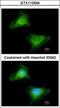Guanylate Binding Protein 3 antibody, GTX112554, GeneTex, Immunofluorescence image 