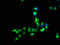 G Protein-Coupled Receptor 12 antibody, LS-C670967, Lifespan Biosciences, Immunofluorescence image 