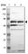 Phosphoenolpyruvate carboxylase antibody, HPA006277, Atlas Antibodies, Western Blot image 