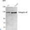 Integrin Subunit Alpha 6 antibody, LS-C814106, Lifespan Biosciences, Western Blot image 