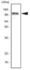 CD287 antibody, MCA2702GA, Bio-Rad (formerly AbD Serotec) , Western Blot image 