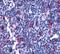 Leukotriene B4 Receptor 2 antibody, PA5-33913, Invitrogen Antibodies, Immunohistochemistry paraffin image 