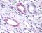 G Protein-Coupled Receptor 146 antibody, 48-142, ProSci, Immunohistochemistry frozen image 