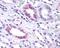 Probable G-protein coupled receptor 146 antibody, 48-142, ProSci, Immunohistochemistry frozen image 