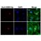 Histone Cluster 1 H2B Family Member B antibody, P12718-1, Boster Biological Technology, Immunocytochemistry image 