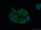 Carboxylesterase 5A antibody, 19520-1-AP, Proteintech Group, Immunofluorescence image 