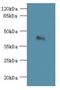 Transmembrane Protein 59 Like antibody, LS-C376882, Lifespan Biosciences, Western Blot image 