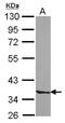 Septin 3 antibody, NBP2-20302, Novus Biologicals, Western Blot image 