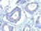 Coiled-Coil Domain Containing 28B antibody, PA5-31561, Invitrogen Antibodies, Immunohistochemistry frozen image 