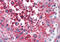 Reticulon 4 antibody, MBS242170, MyBioSource, Immunohistochemistry frozen image 