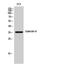 Galectin 8 antibody, PA5-50965, Invitrogen Antibodies, Western Blot image 